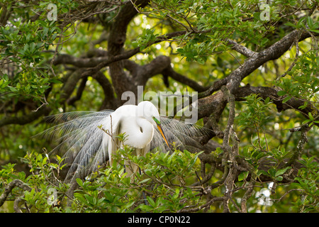 Une grande aigrette en plumage nuptial à l'Alligator Farm rookery à Saint Augustine, Floride, USA. Banque D'Images