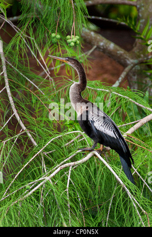 Anhinga Banque D'Images