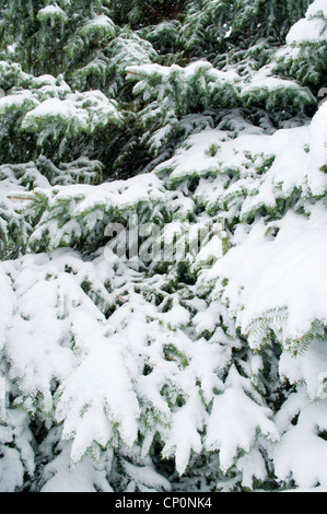 Couvert de neige des branches d'un sapin bleu (Picea pungens) après une tempête de neige en hiver, Livingston, Montana, USA Banque D'Images