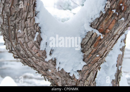 La neige recouvre l'écorce et le tronc d'un pommetier ou de crabe pommier (Malus sylvestris), Livingston, Montana, USA Banque D'Images