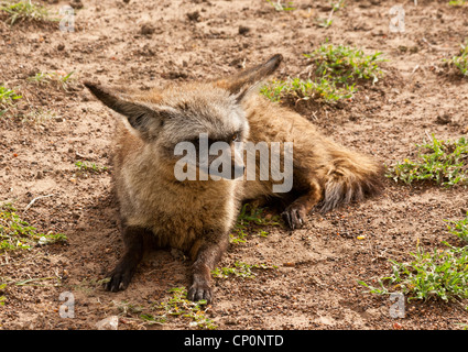 Bat-Eared Fox (Otocyon megalotis) fixant, pas très heureux sur la Masai Mara National Reserve, Kenya, Afrique. Banque D'Images