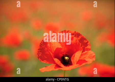 Poppies Dordogne France Nouvelle-Aquitaine Banque D'Images