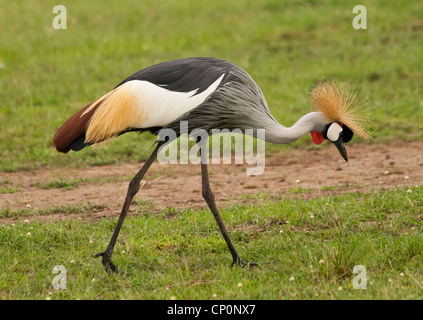 Grue couronnée grise (Balearica Regulorum) se nourrir dans la Masai Mara National Reserve, Kenya, Afrique. Oiseau national de l'Ouganda. Banque D'Images