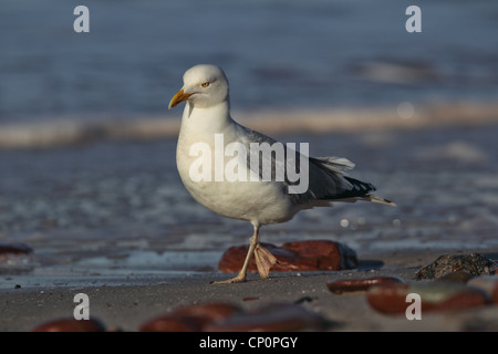 Goéland argenté (Larus argentatus) sur la plage de l'île de Helgoland. Banque D'Images