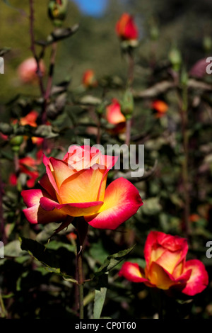 Un jardin de roses à l'intérieur de jardins botaniques de Christchurch. Banque D'Images