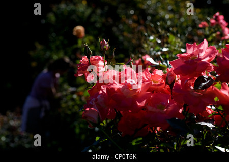 Un jardin de roses à l'intérieur de jardins botaniques de Christchurch. Banque D'Images