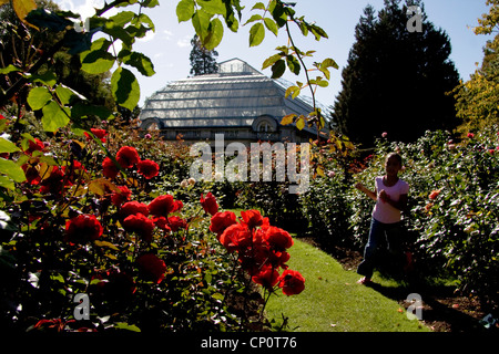 Un jardin de roses à l'intérieur de jardins botaniques de Christchurch. Banque D'Images