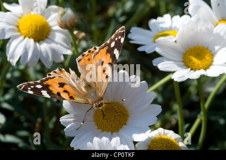 Papillon au jardin hollandais dans la nature sauvage Banque D'Images