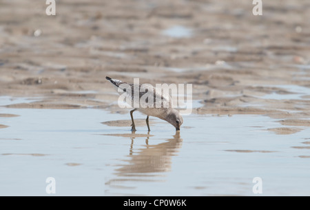 Alimentation noeud sur le sable à marée basse, Port de seigle, Sussex, UK Banque D'Images