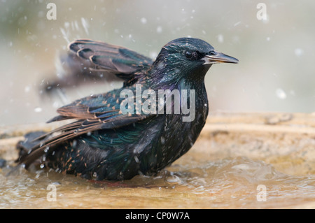 Starling, Sternus vulgaris baigner dans un birdbath. Hastings, Sussex, UK Banque D'Images