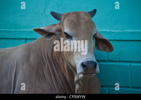 Vache sacrée dans la ville de Nawalgarh Shekhawati au Rajasthan. Banque D'Images