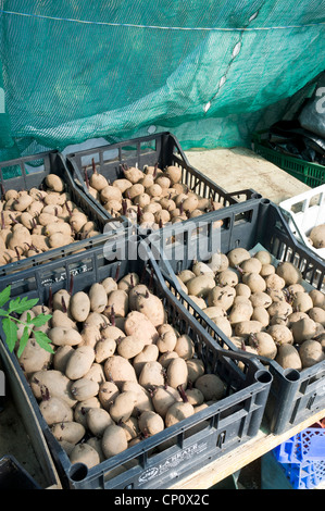 Les pommes de terre de semence dans les bacs dans un hangar de jardiniers Banque D'Images