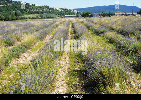 Du vrai champ de lavande en Provence, France Banque D'Images