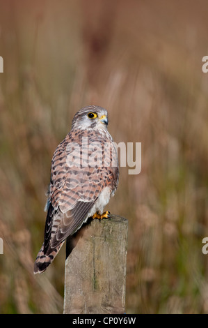 Falco tinnunculus, Kestrel Portrait, s'est assis en poste à Marazion Marsh, dans les Cornouailles Banque D'Images