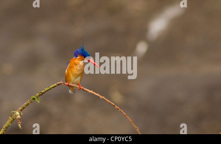 Martin-pêcheur huppé (Alcedo cristata) perché sur branche dans le parc national du lac Mburo, Ouganda Banque D'Images