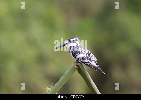 Martin-pêcheur pie (Ceryle rudis) perché sur les brisures de roseau dans le parc national du lac Mburo, Ouganda Banque D'Images