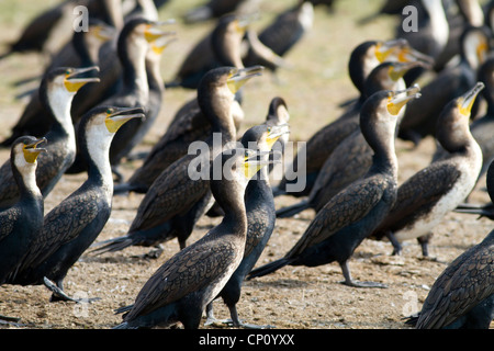 Grand Cormoran (Phalacrocorax carbo) aka à poitrine blanche Cormoran réglementant la chaleur, Canal Kazinga, Ouganda Banque D'Images
