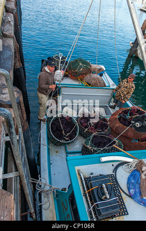 Les pêcheurs locaux et leurs bateaux de pêche, de déchargement les oursins de mer en vente à la Port de Santa Barbara, Californie, États-Unis Banque D'Images