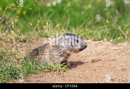 Marmotte bébé se distingue de sa tanière en pré alpin Banque D'Images