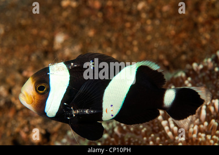 Poisson clown Amphiprion clarkii, Clark, et plus propre, les crevettes Periclimenes sp. Sulawesi Indonésie Banque D'Images