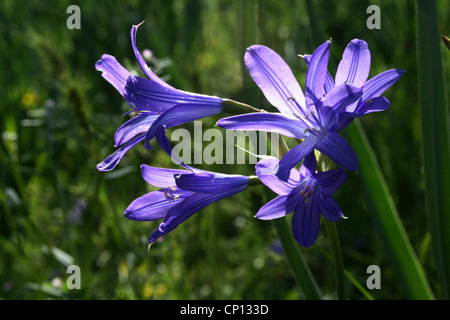 La montagne de lavande Lily, Lily de Sibérie, Ixiolirion tataricum Tian-shan occidental, Montagnes, Kirghizistan Banque D'Images