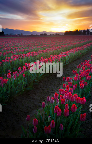Champs de tulipes au lever du soleil dans la vallée de la Skagit à Mount Vernon, Washington, au cours de l'assemblée annuelle du festival des tulipes Banque D'Images