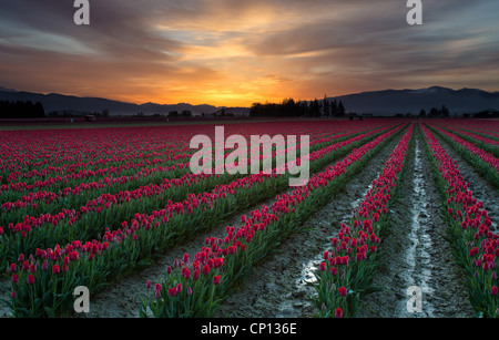 Champs de tulipes au lever du soleil dans la vallée de la Skagit à Mount Vernon, Washington, au cours de l'assemblée annuelle du festival des tulipes Banque D'Images
