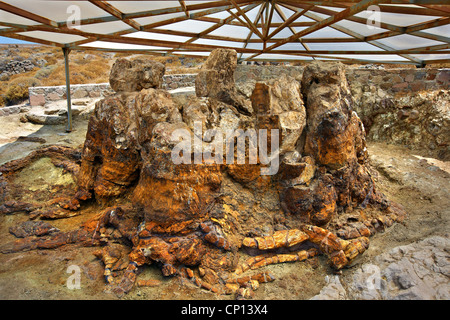 Un arbre pétrifié dans la forêt pétrifiée près de Sigri village, l'île de Lesvos, Grèce. Banque D'Images