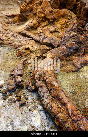 Racines d'un arbre pétrifié dans la forêt pétrifiée près de Sigri village, l'île de Lesvos, Grèce. Banque D'Images