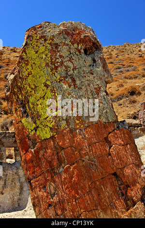 Un arbre pétrifié dans la forêt pétrifiée près de Sigri village, l'île de Lesvos, Grèce. Banque D'Images