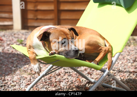 Staffordshire Bull Terrier Banque D'Images