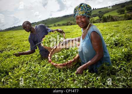 La récolte de feuilles de thé fraîches les travailleurs dans les domaines de Fort Portal, l'Ouganda, l'Afrique de l'Est. Banque D'Images