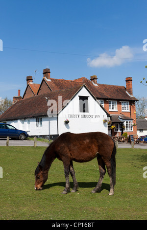 Village Green Minstead, poney et fidèle serviteur inn/pub en arrière-plan, New Forest, Hampshire, England, UK Banque D'Images