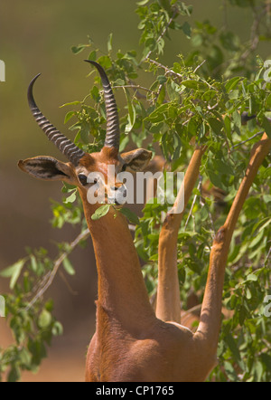 Gerenuk (Litocranius walleri) se nourrir dans le Parc National de Samburu, Kenya. Espèce est également connu comme la gazelle de Waller Banque D'Images