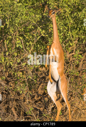 Gerenuk (Litocranius walleri) se nourrir dans le Parc National de Samburu, Kenya. Espèce est également connu comme la gazelle de Waller Banque D'Images