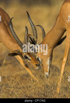 Deux hommes (Litocranius walleri) Gerenuk combat dans le Parc National de Samburu, Kenya. Espèce est également connu comme la gazelle de Waller Banque D'Images