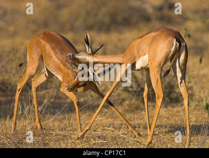 Deux hommes (Litocranius walleri) Gerenuk combat dans le Parc National de Samburu, Kenya. Espèce est également connu comme la gazelle de Waller Banque D'Images