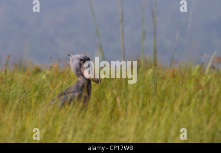 Shoebill Stork (rex) Balanaeceps au marais de Mabamba, Ouganda Banque D'Images