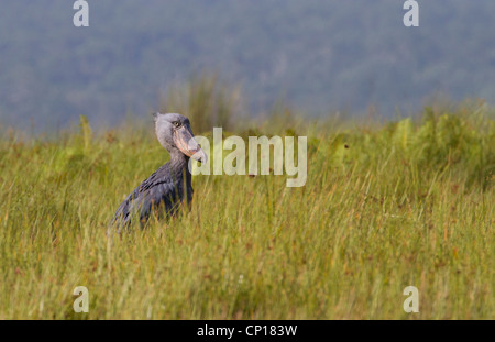 Shoebill Stork (rex) Balanaeceps au marais de Mabamba, Ouganda Banque D'Images