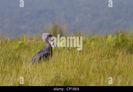 Shoebill Stork (rex) Balanaeceps au marais de Mabamba, Ouganda Banque D'Images