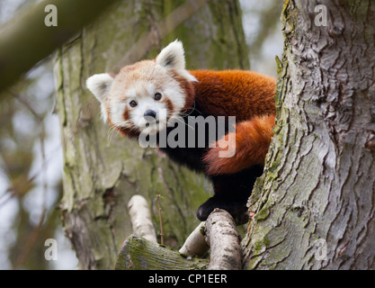 Un panda rouge mâle dans un enclos au Centre Nature de Birmingham au Royaume-Uni. Banque D'Images