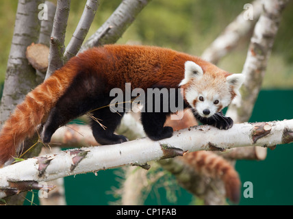 Un panda rouge mâle dans un enclos au Centre Nature de Birmingham au Royaume-Uni. Banque D'Images