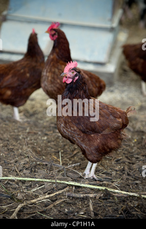 Groupe de poulets dans une cage dans une ferme Banque D'Images