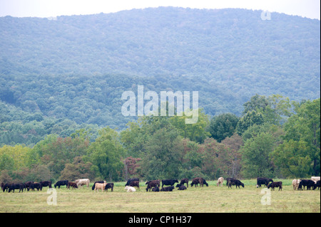 Paysage de vaches qui paissent sur ferme en Virginie Banque D'Images