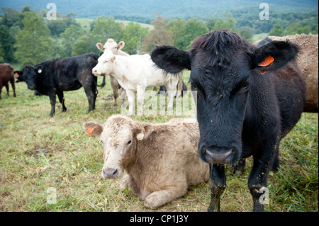 Vaches qui paissent sur ferme en Virginie Banque D'Images