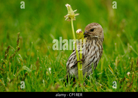 Tarin des pins (Carduelis pinus) se nourrissant de graines de pissenlit, NP Yellowstone, Wyoming, USA Banque D'Images