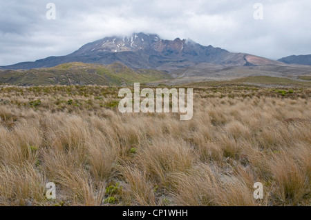 Le mont Ruapehu dans Togariro National Park, New Zealand, avec red tussock grass faire un joli premier plan Banque D'Images