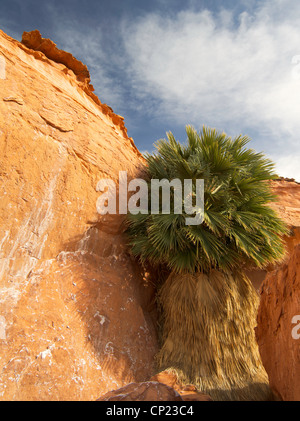 Un palmier se développe près du grès suintant de Devil's Fire, Nevada Banque D'Images