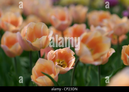 Au printemps en fleurs tulipes abricot, Parc Floral (Bois de Vincennes), Paris Banque D'Images