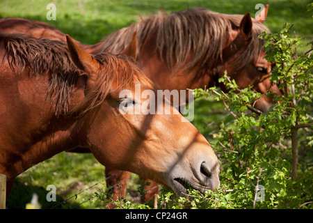 Close up of a British Suffolk Punch shire horse eating Banque D'Images